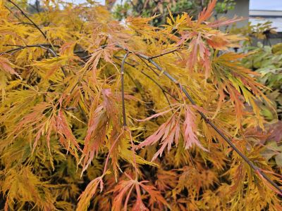 Acer palmatum 'Dissectum' - javor dlanitolistý  - podzim 