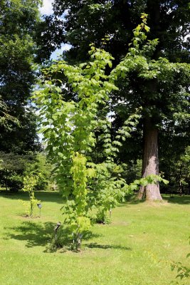 Acer pensylvanicum - javor pensylvánský - celek
