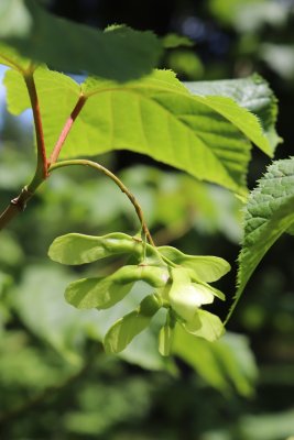 Acer pensylvanicum - javor pensylvánský - dvounažky (2)