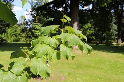 Acer pensylvanicum - javor pensylvánský - listy
