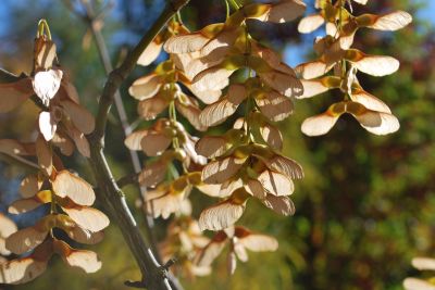 Acer pensylvanicum - javor - pensylvánský - podzim