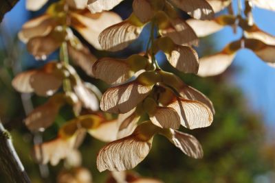 Acer pensylvanicum - javor - pensylvánský - podzim 