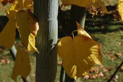 Acer pensylvanicum - javor - pensylvánský - podzim  
