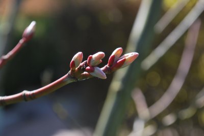 Acer pensylvanicum - javor pensylvánský - pupeny květů