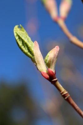 Acer pensylvanicum - javor pensylvánský - rašící list