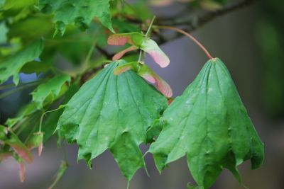 Acer platanoides 'Cucullatum' - javor méč