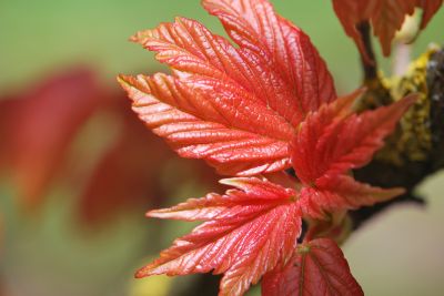 Acer pseudoplatanus 'Brillantissimum' - javor horský (klen) 