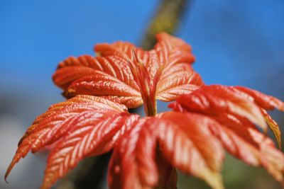 Acer pseudoplatanus 'Brillantissimum' - javor horský (klen) - jaro