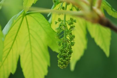 Acer pseudoplatanus 'Worleei' - javor horský - květenství