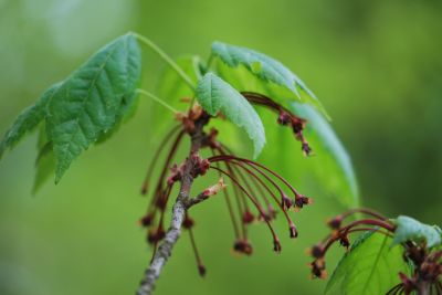 Acer rubrum 'Red Sunset' - javor červený - jaro