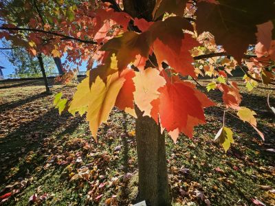Acer rubrum 'Red Sunset' - javor červený - podzim