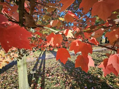 Acer rubrum 'Red Sunset' - javor červený - podzim 