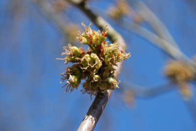 Acer saccharinum 'Wieri' - javor stříbrný - květ