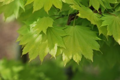 Acer shirasawanum 'Aureum' - javor Shirasawanův - jarní listy