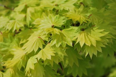 Acer shirasawanum 'Aureum' - javor Shirasawanův - jaro