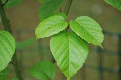 Acer tegmentosum - javor střechovitý