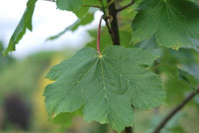 Acer velutinum - javor sametový