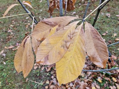 Aesculus assamica - jírovec asámský