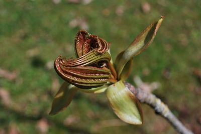 Aesculus assamica - jírovec - rozvíjející se pupen - jaro