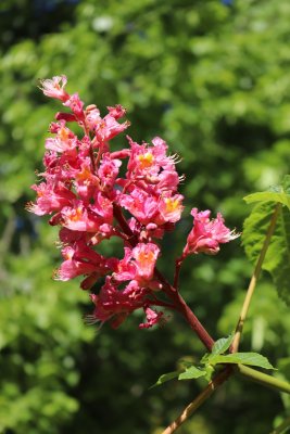 Aesculus × carnea 'Briotii' - jírovec plěťový - květenství