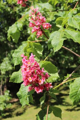Aesculus × carnea 'Briotii' - jírovec plěťový - květy