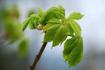 Aesculus × carnea 'Briotii'- jírovec pleťový - list