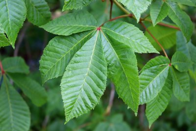 Aesculus × carnea 'Briotii' - jírovec pleťový - list (38)