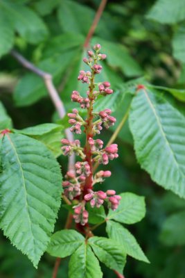 Aesculus × carnea 'Briotii' - jírovec pleťový - pupen květ (38)