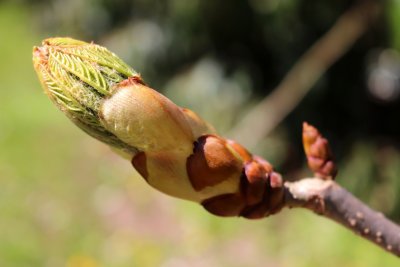 Aesculus × carnea - jírovec pleťový - jarní pučení 1