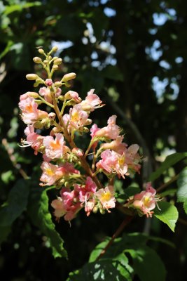 Aesculus × carnea - jírovec pleťový - květ