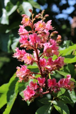 Aesculus × carnea - jírovec pleťový - květenství