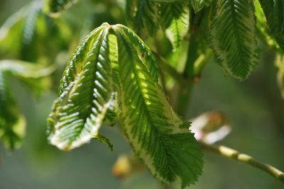 Aesculus × carnea 'Variegata' - jírovec pleťový