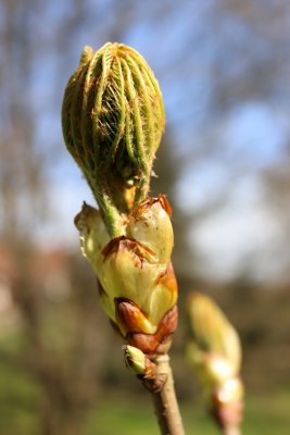 Aesculus × carnea 'Variegata' - jírovec pleťový - jarní pučení