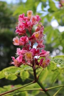 Aesculus × carnea 'Variegata' - jírovec pleťový - květ