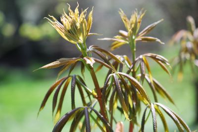 Aesculus flava - jírovec žlutý