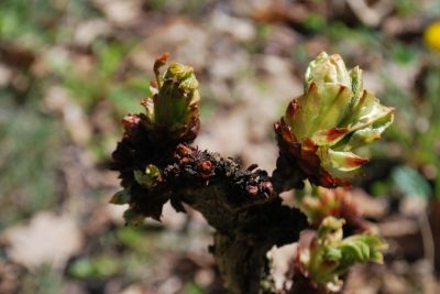 Aesculus hippocastanum 'Cristata' - jírovec maďal