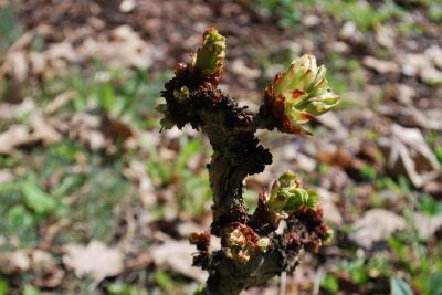 Aesculus hippocastanum 'Cristata' - jírovec maďal - jaro