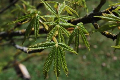 Aesculus hippocastanum 'Digitata' - jírovec maďal - jaro