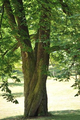 Aesculus hippocastanum - jírovec maďal - kmen (36)