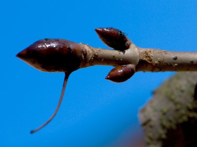 Aesculus hippocastanum - jírovec maďal - pupen