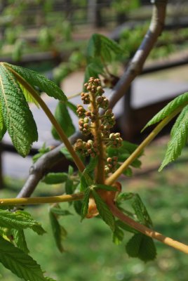 Aesculus hippocastanum - jírovec maďal - pupeny květenství
