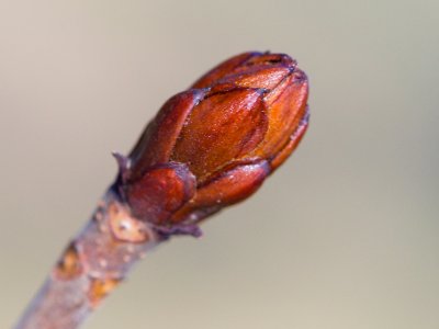 Aesculus hippocastanum 'Laciniata' - jírovec koňský (maďal) - pupen