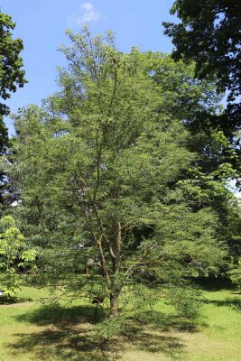 Aesculus hippocastanum 'Laciniata' - jírovec maďal - celek