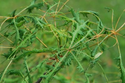 Aesculus hippocastanum 'Laciniata' - jírovec maďal 'Laciniata' - jarní větévka