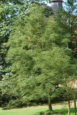 Aesculus hippocastanum 'Laciniata' - jírovec maďal - letní habitus (40)