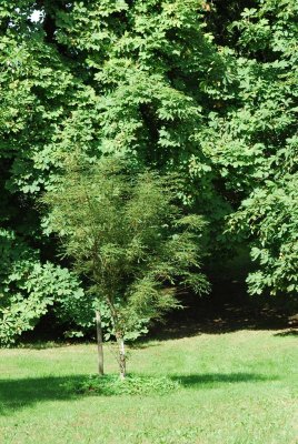 Aesculus hippocastanum 'Laciniata' - jírovec maďal - letní habitus (40)