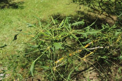 Aesculus hippocastanum 'Laciniata' - jírovec maďal - listy (2)