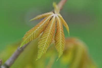 Aesculus × neglecta 'Erythroblastos'- jírovec zanedbaný 'Erythroblastos' - jarní listy