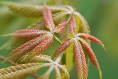 Aesculus × neglecta 'Erythroblastos'- jírovec zanedbaný 'Erythroblastos' - jarní listy (2)