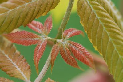 Aesculus × neglecta 'Erythroblastos'- jírovec zanedbaný 'Erythroblastos' - jarní výhonky